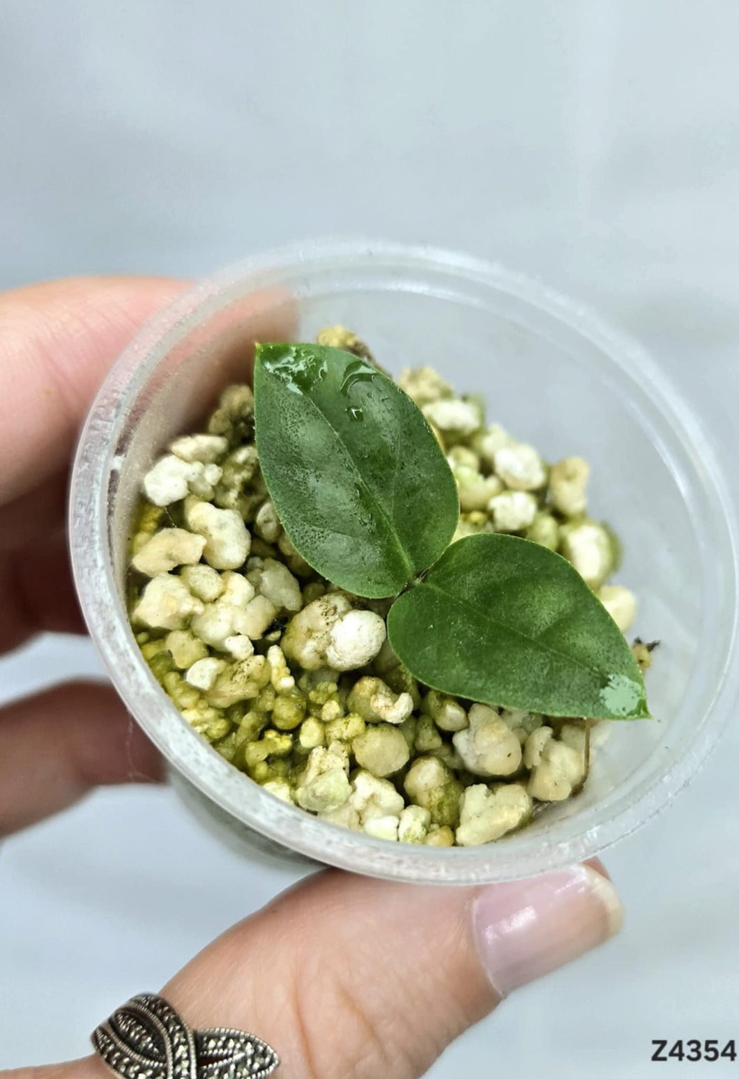 ZZ Plant Variegata Revert #Z4354
