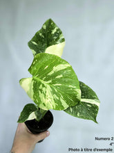Charger l&#39;image dans la galerie, Monstera Thai Constellation
