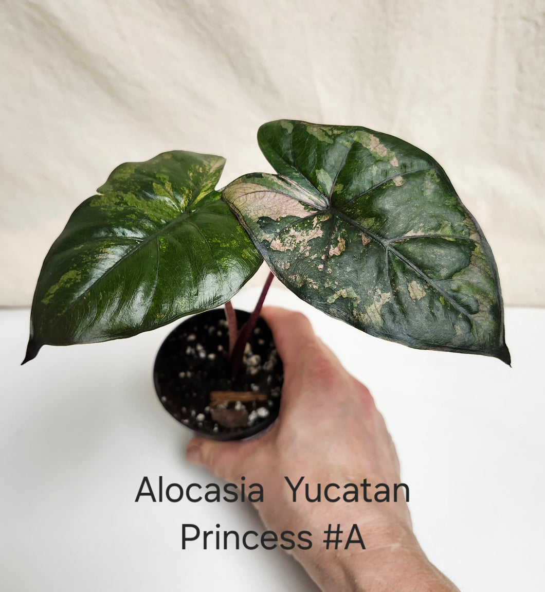 Alocasia yucatan variegata #A