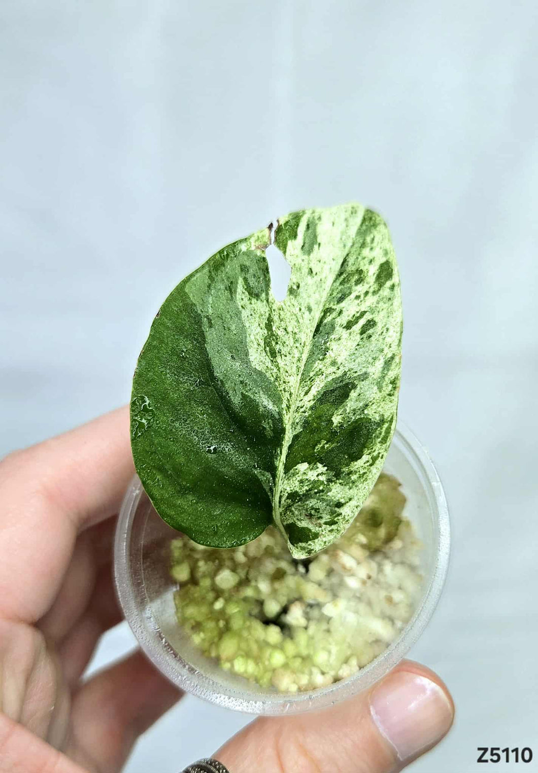 Epipremnum Pinnatum Marble #Z5110