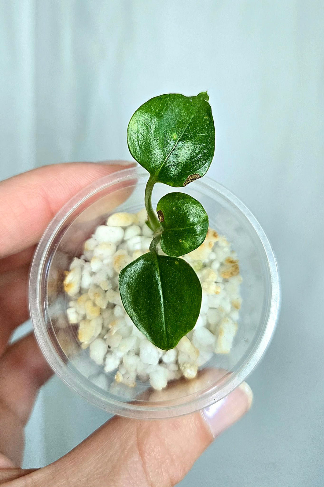 Pothos Manjula Revert #Z6177