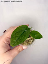 Load image into Gallery viewer, Epipremnum Baltic Blue
