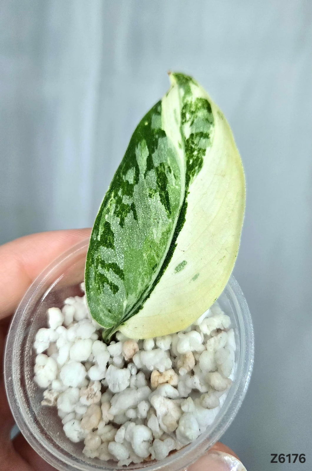 Scindapsus Exotica Albo #Z6176