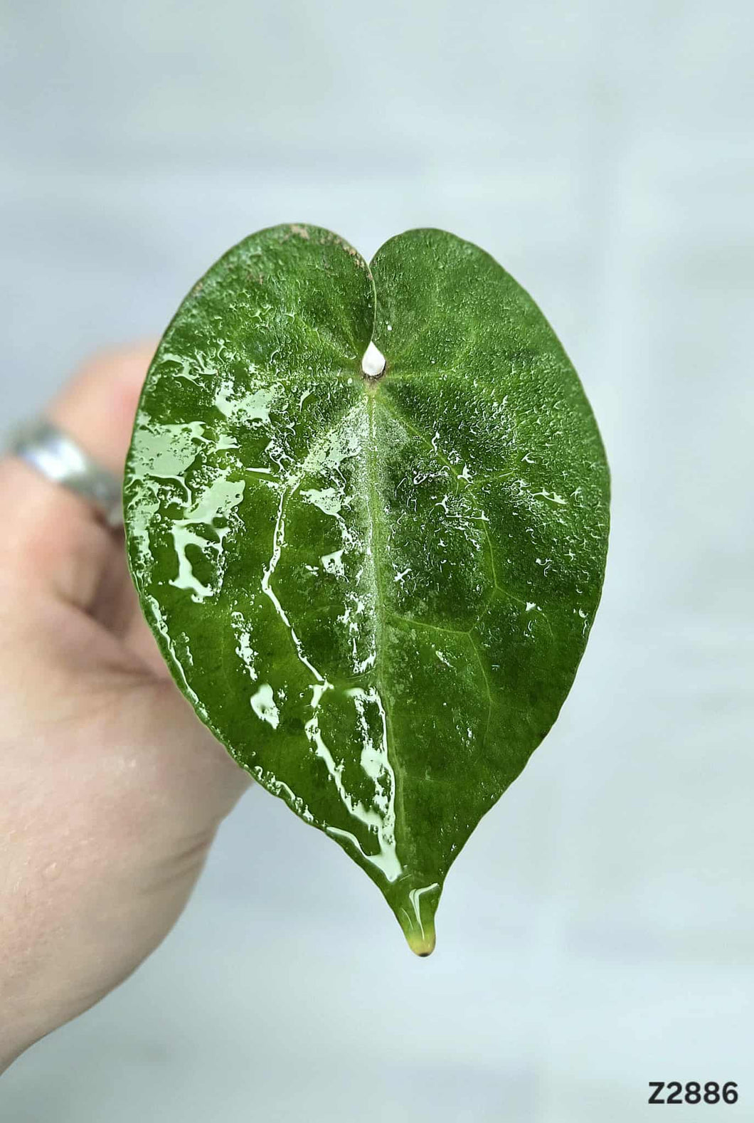 Piper Aurea Hearted Shape #Z2886