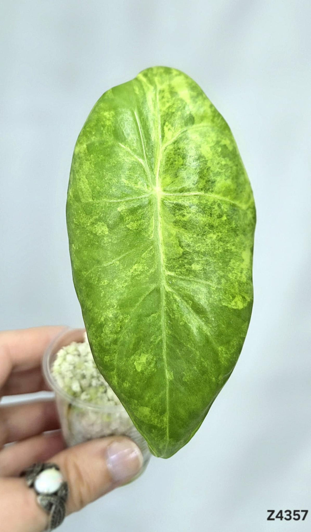 Alocasia Longiloba X Dragon Aurea #Z4357