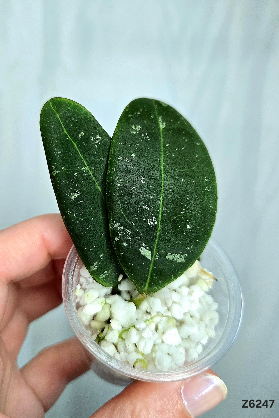 Hoya Rintzii Borneo ⭐️ #Z6247
