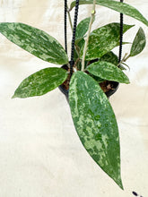 Charger l&#39;image dans la galerie, Hoya  latifolia splash ⭐️
