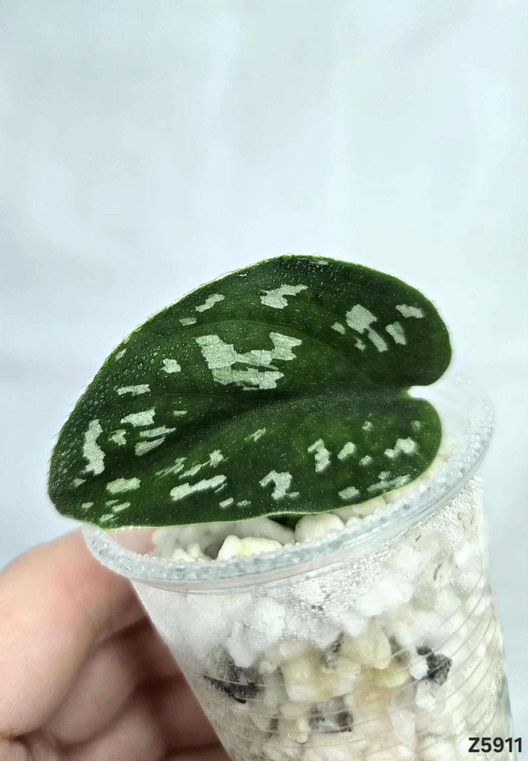 Scindapsus Matcha Revert #Z5911