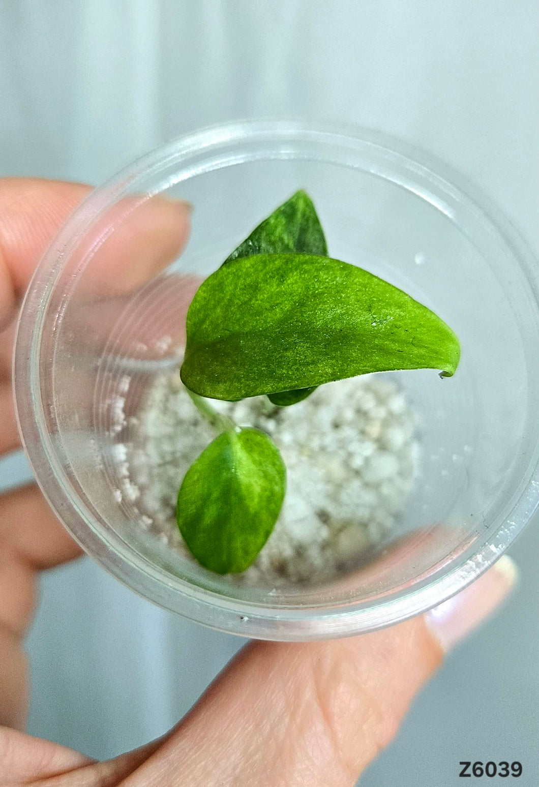 Epipremnum Yellow Star #Z6039