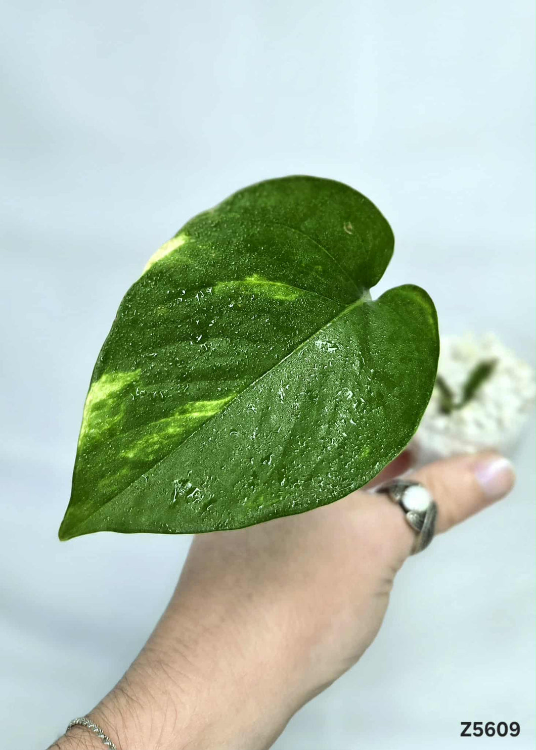 Golden Pothos #Z5609
