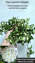 Load image into Gallery viewer, Hoya lacunosa variegata⭐️
