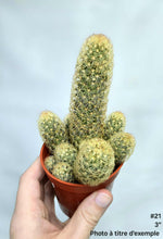 Charger l&#39;image dans la galerie, Cactus #21
