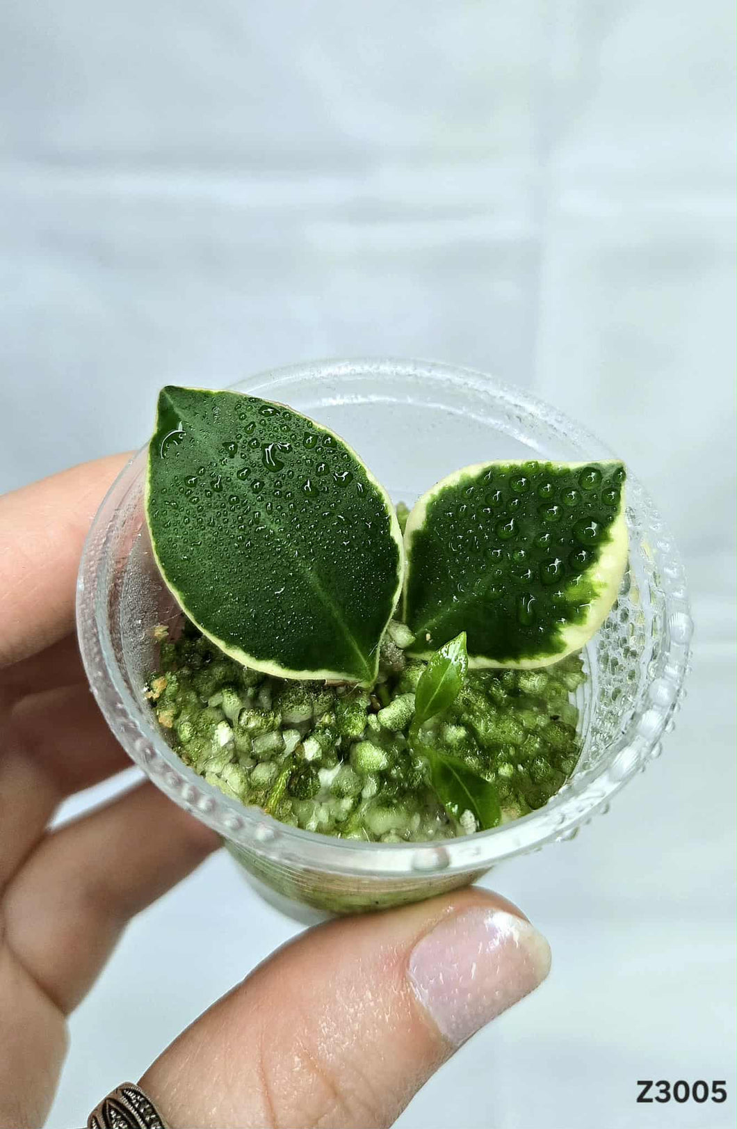 Hoya Heuschkeliana Albo ⭐️ #Z3005