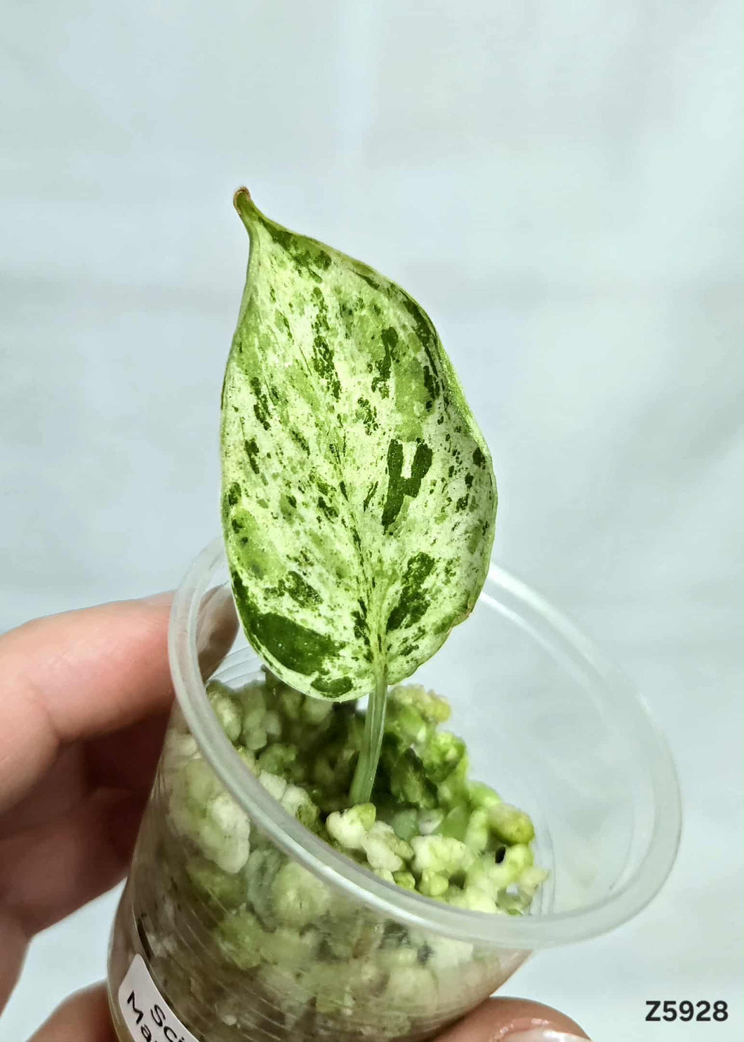 Scindapsus Marble Queen #Z5928