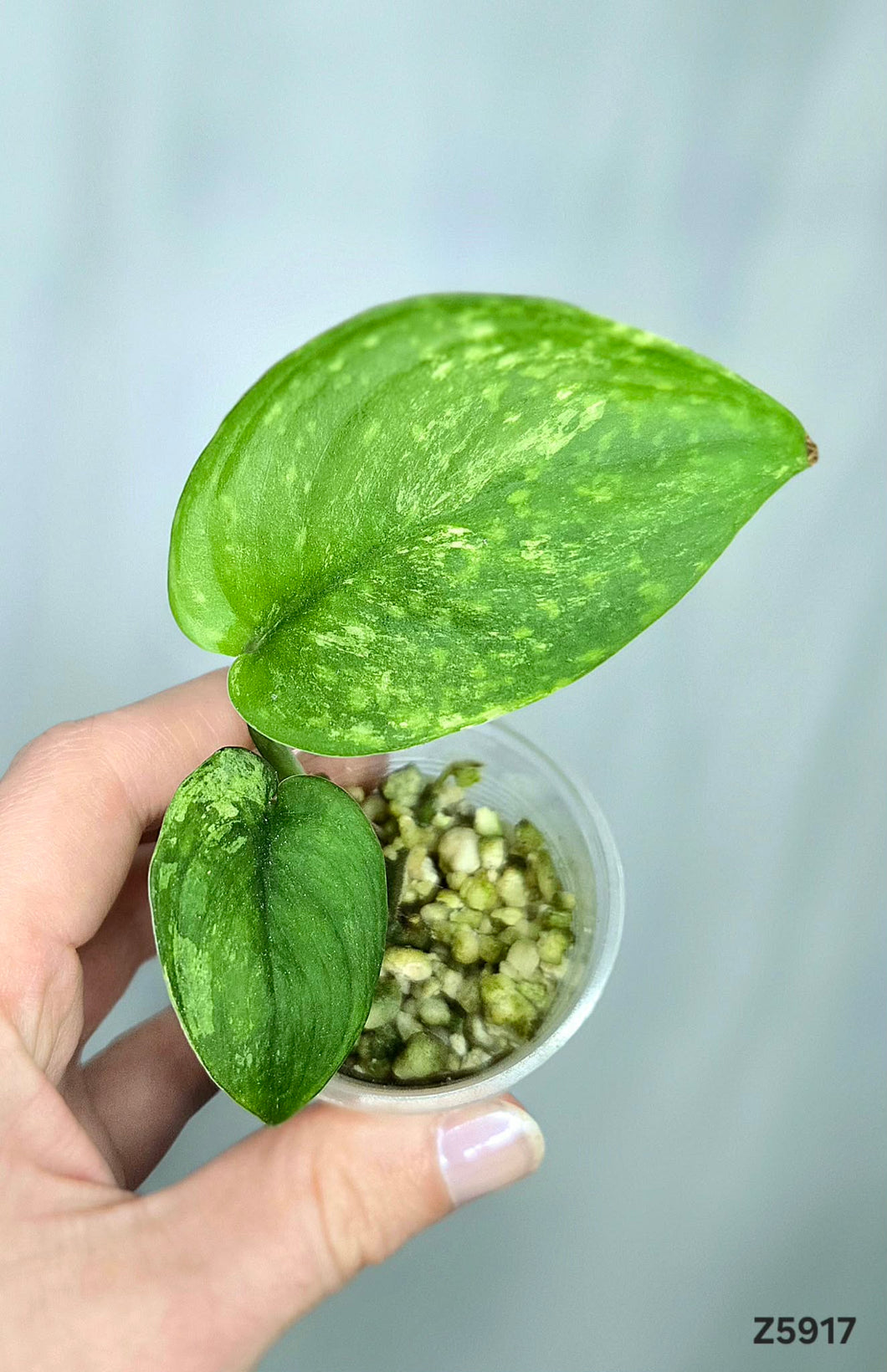 Scindapsus Jade Satin Mint #Z5917