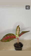 Charger l&#39;image dans la galerie, Aglaonema orange sombut
