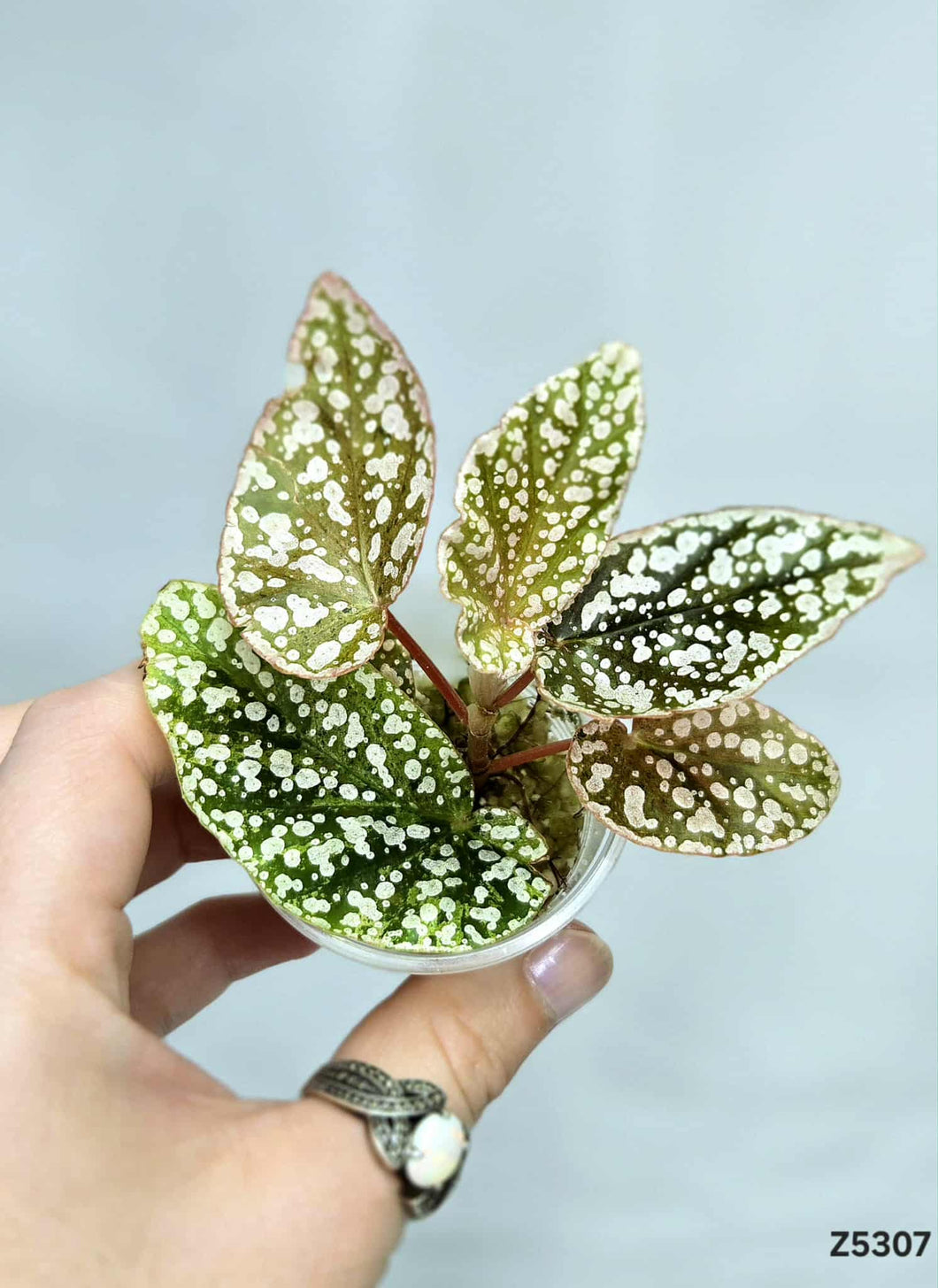 Bégonia Snowcapped Variegata #Z5307