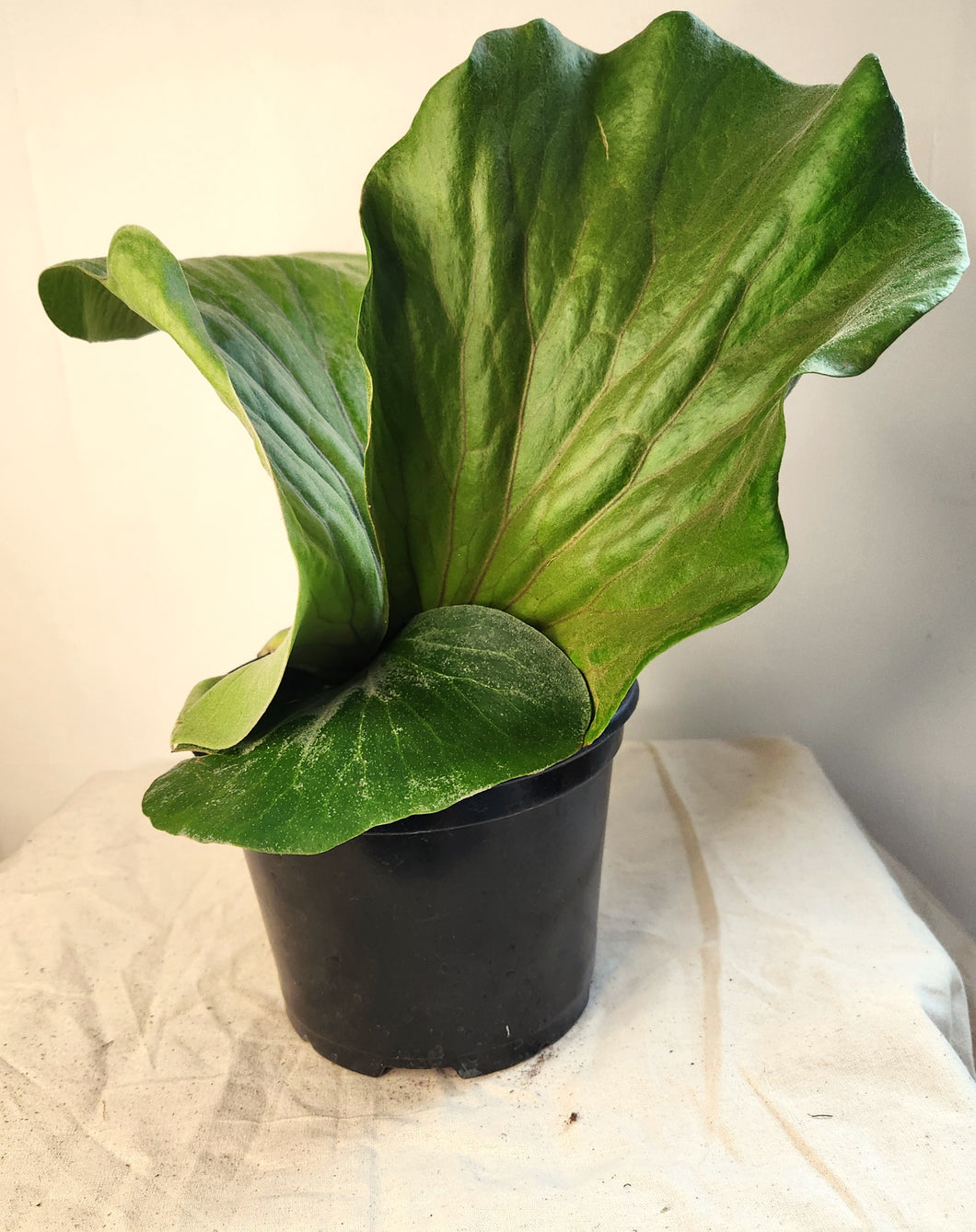 Fougère staghorn elephantotis ⭐️