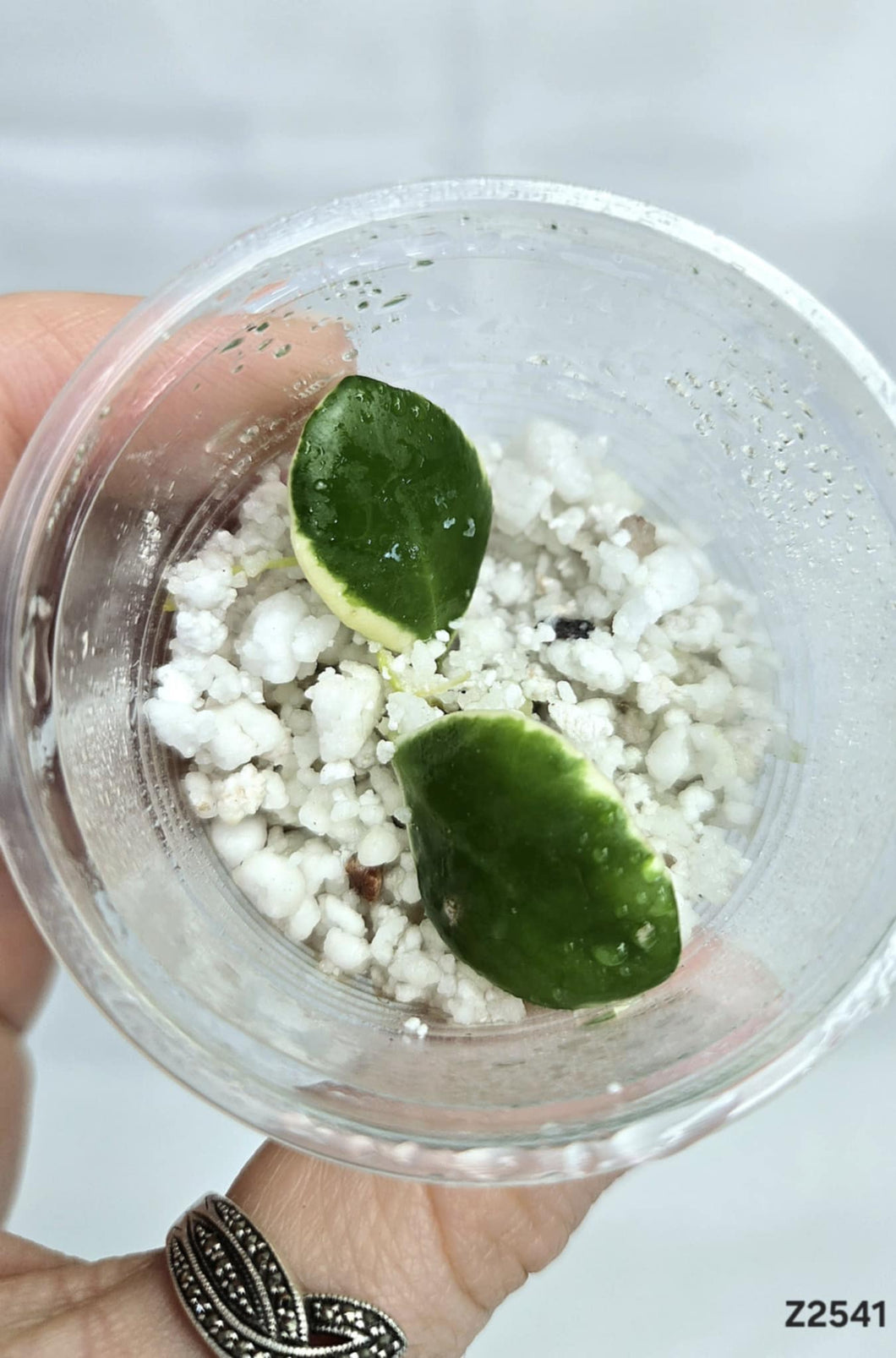 Hoya Heuschkeliana Albo ⭐️ #Z2541