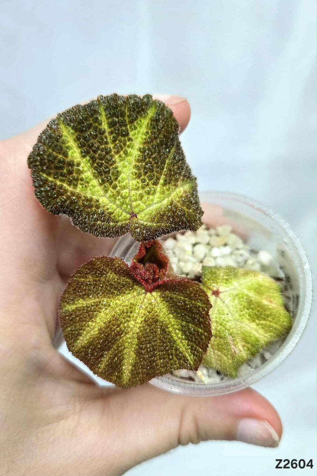 Bégonia SoliMutata Variegata #Z2604