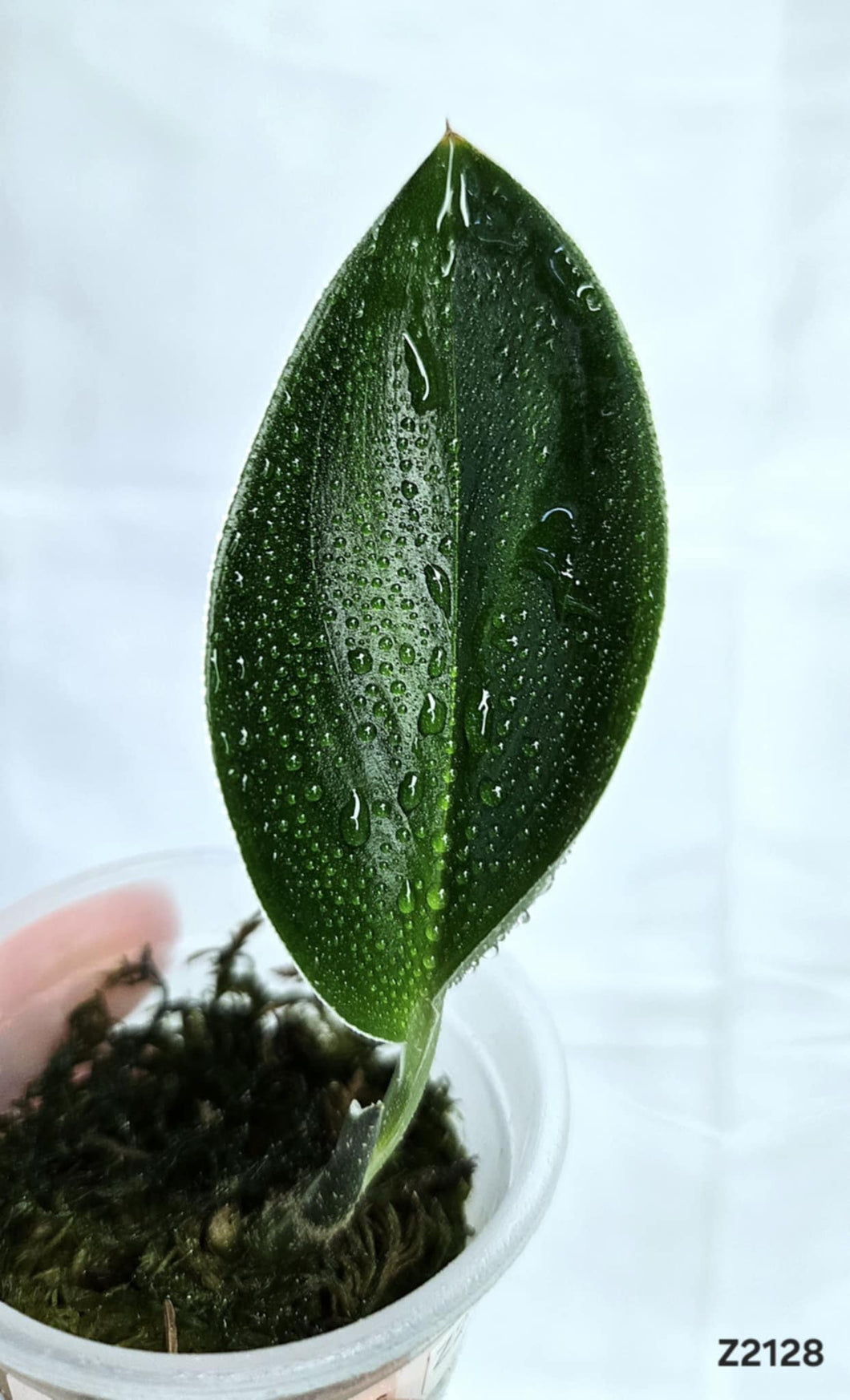 Scindapsus Treubii Dark #Z2128
