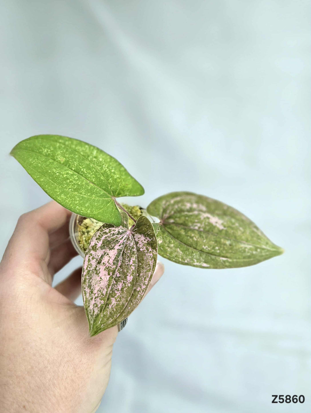 Dioscorea Pixel Pink #Z5860