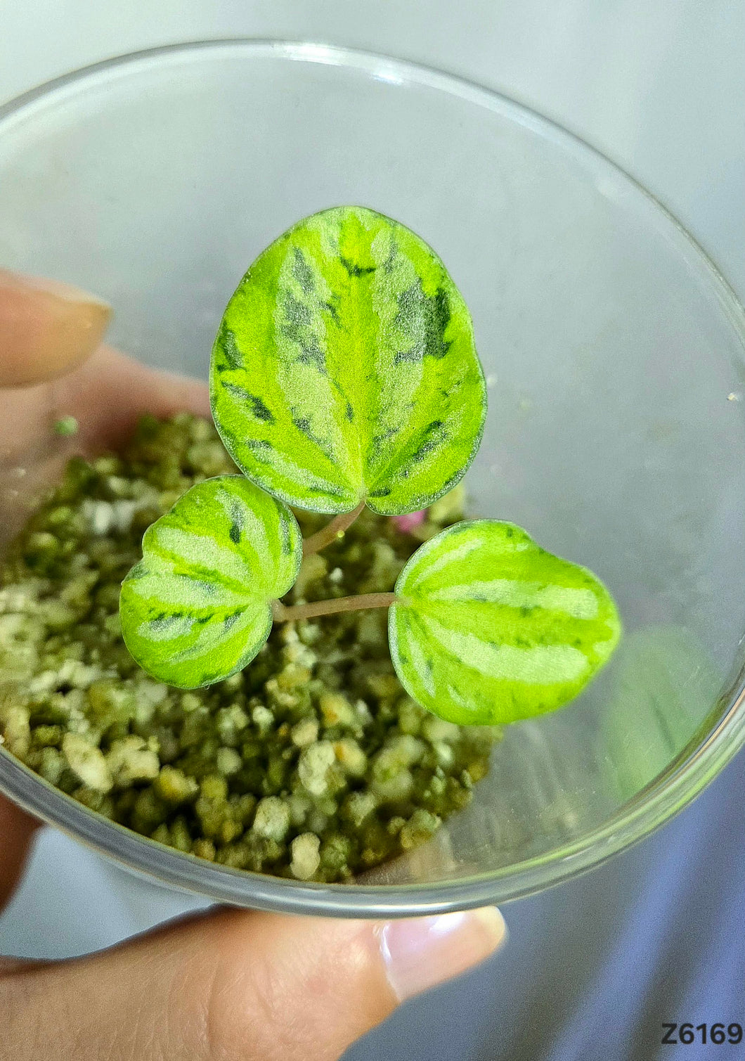 Peperomia Watermelon Variegata ⭐️ #Z6169
