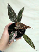 Load image into Gallery viewer, Philodendron pink princess
