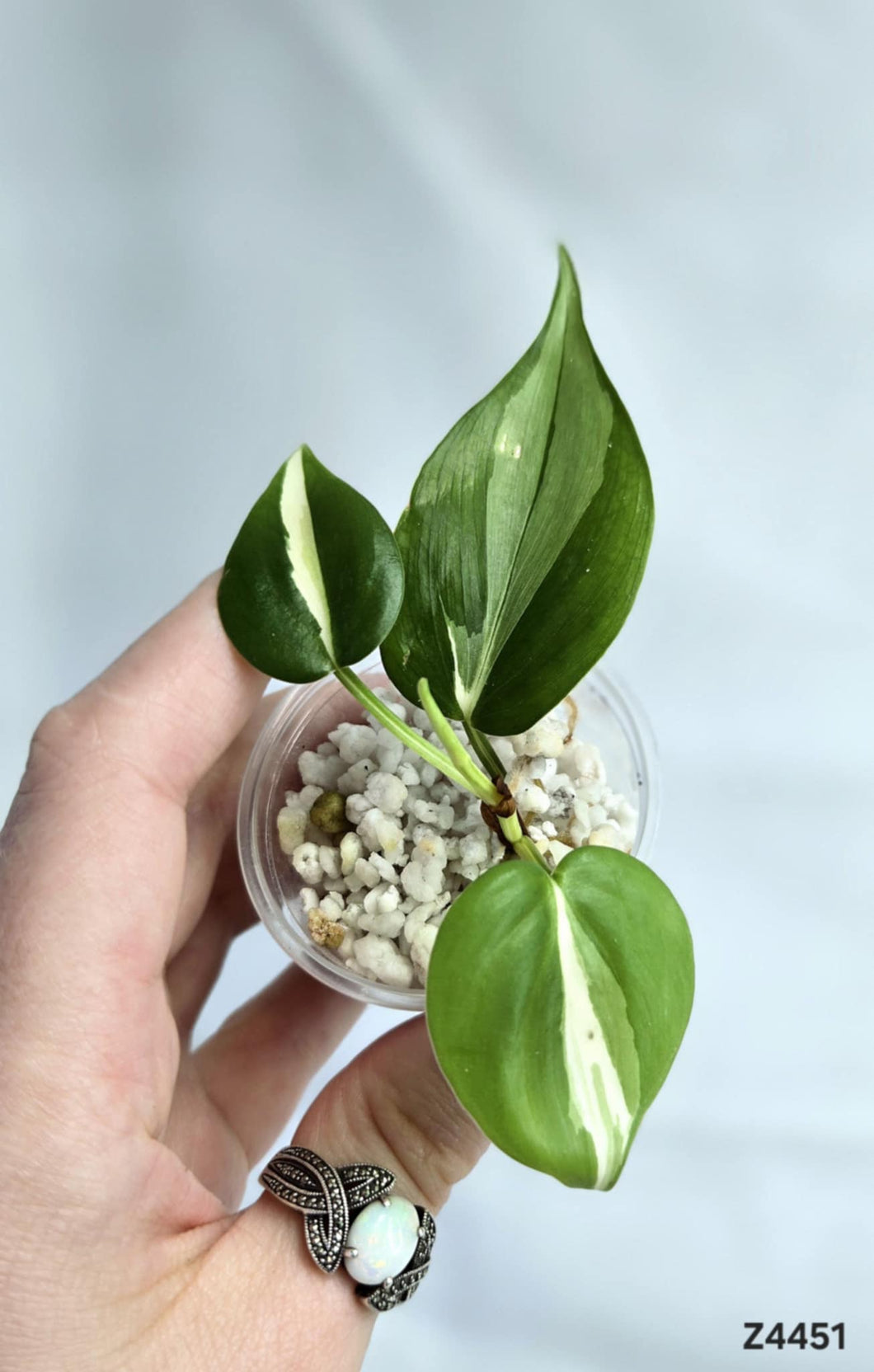 Philodendron Silver Stripe #Z4451
