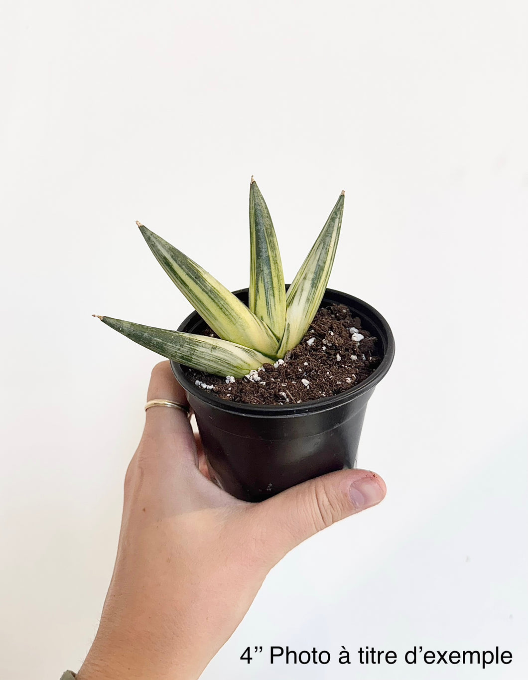 Sansevière boncel swirl variegata