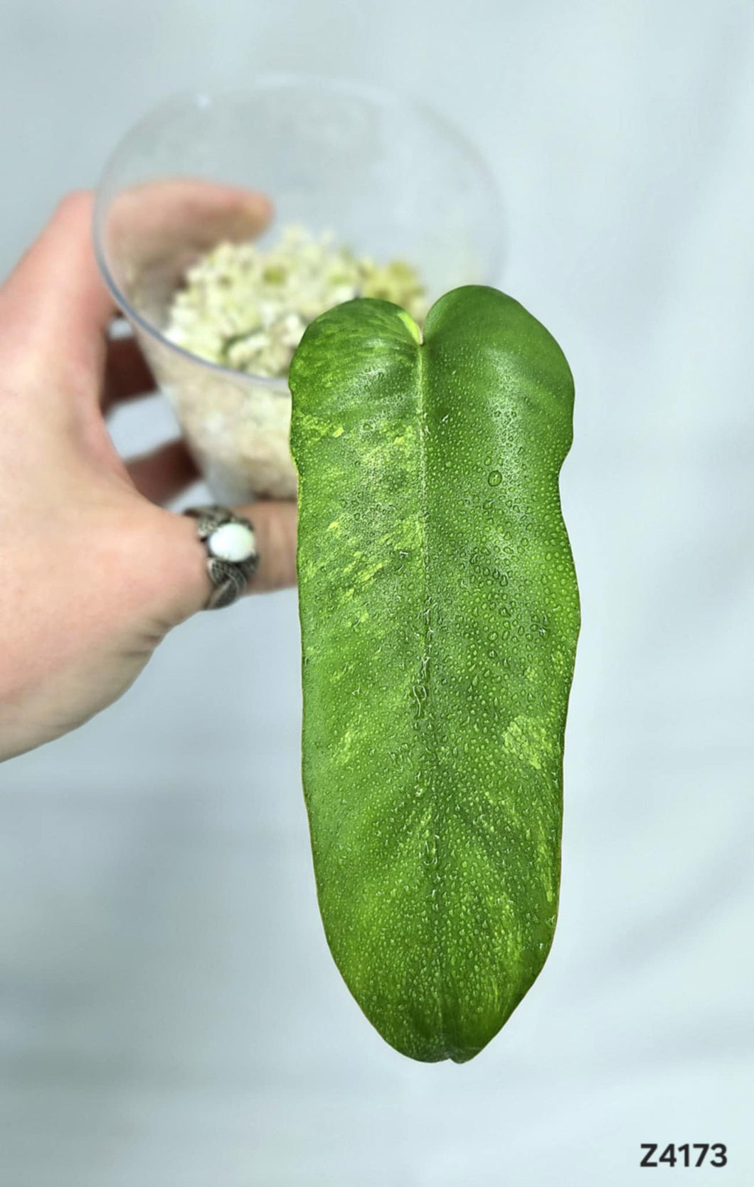 Philodendron Florida Beauty X Mayoi #Z4173