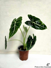 Charger l&#39;image dans la galerie, Alocasia frydek
