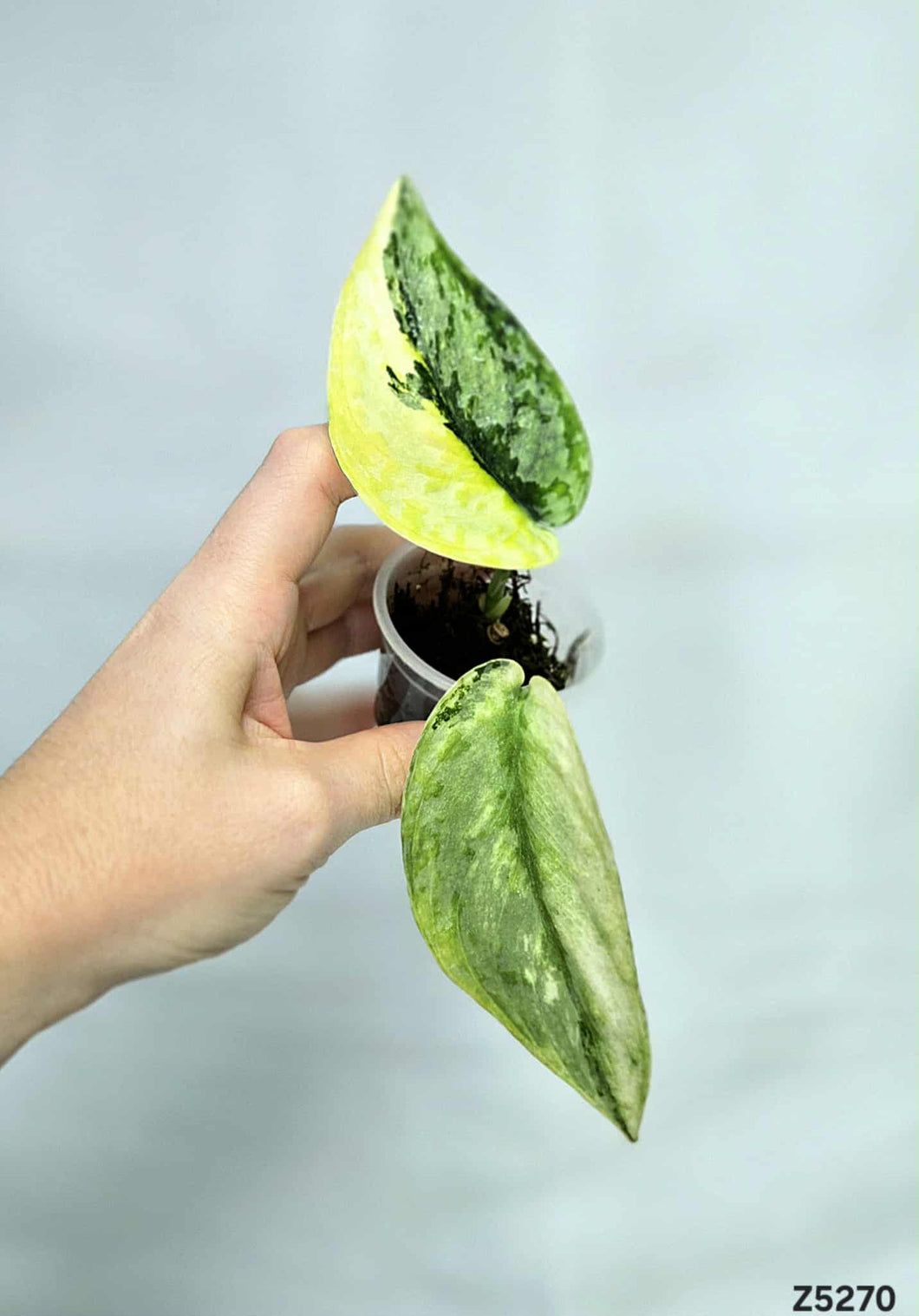 Scindapsus Lakambini #Z5270