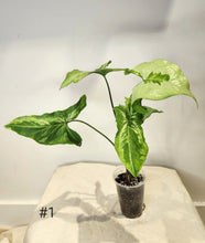 Charger l&#39;image dans la galerie, Syngonium three kings
