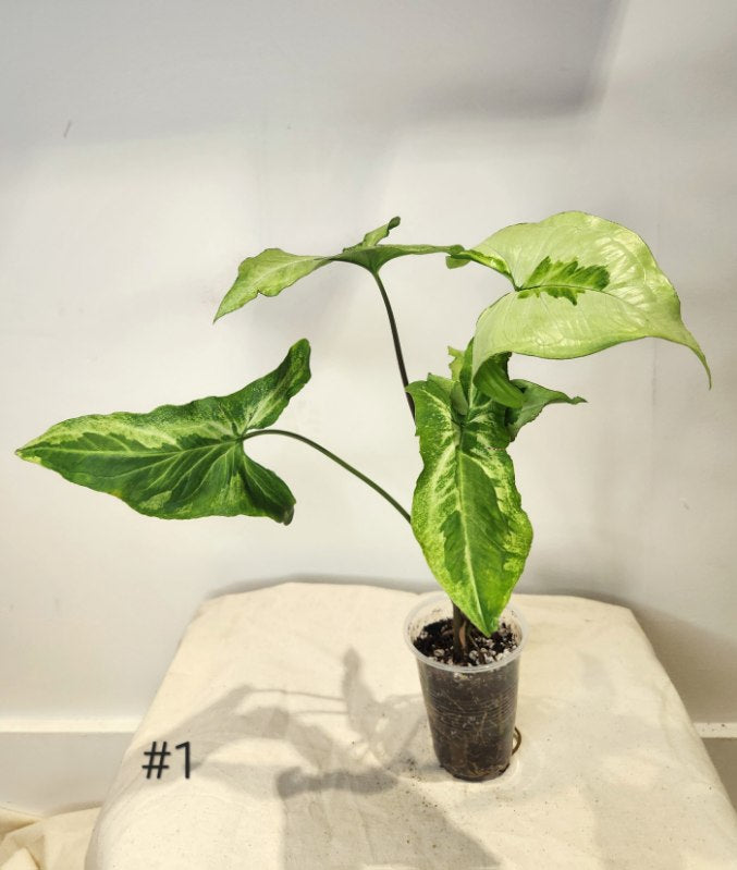 Syngonium three kings