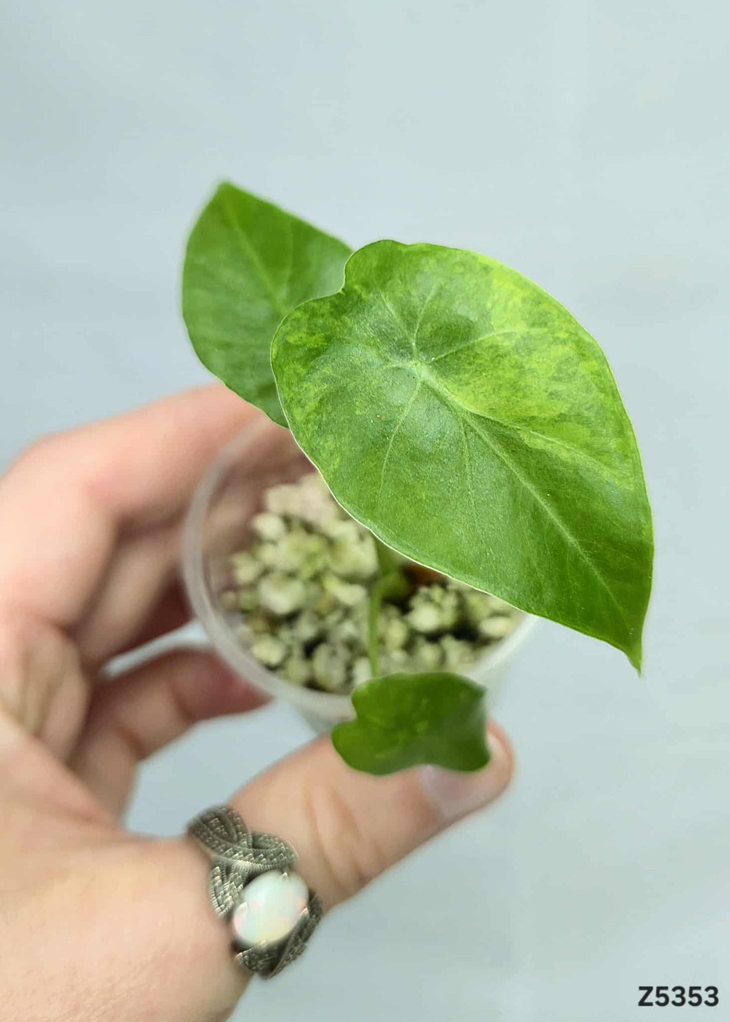 Alocasia Gageana Aurea  #Z5353