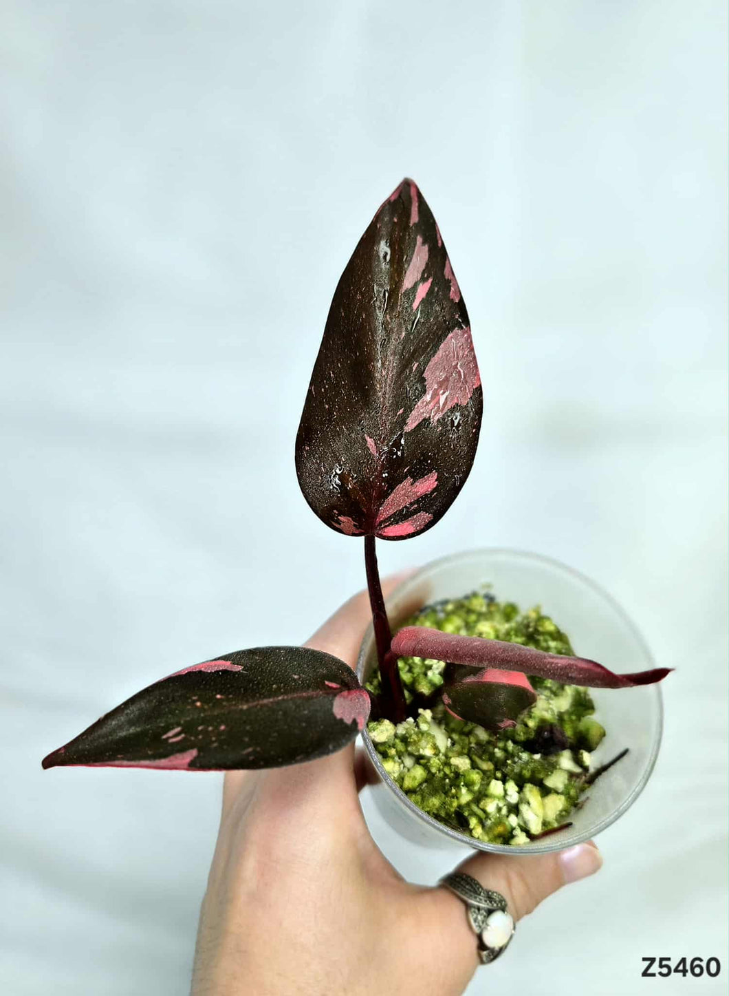 Philodendron Pink Princess Marble King #Z5460