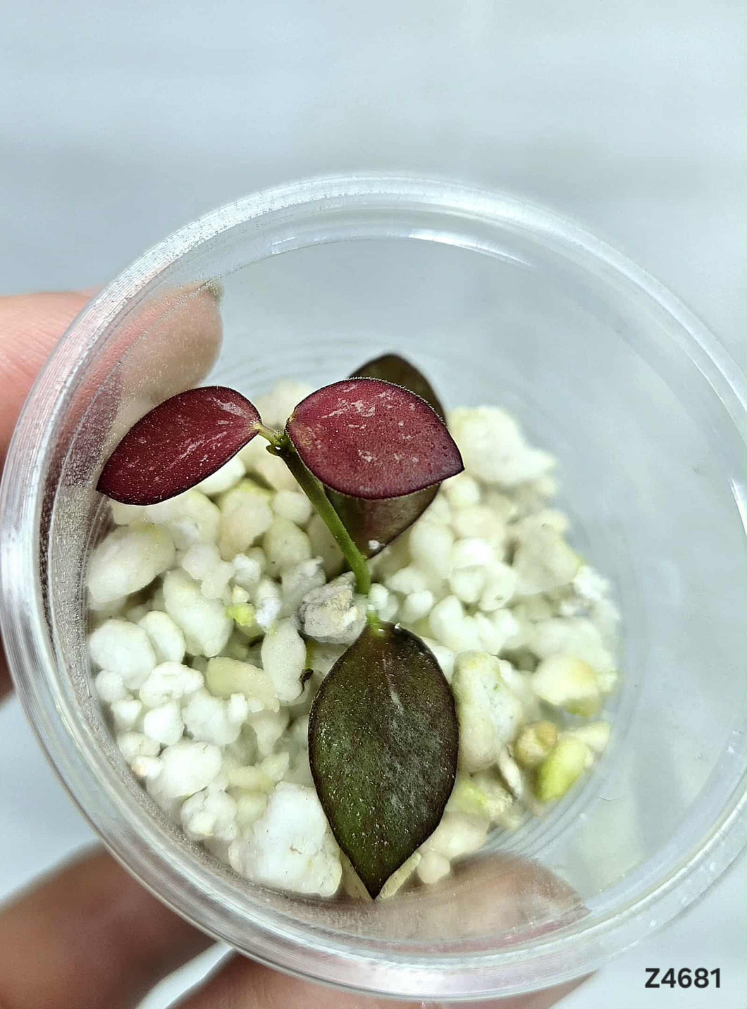 Hoya Collina Papua ⭐️ #Z4681