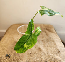 Charger l&#39;image dans la galerie, Syngonium aurea
