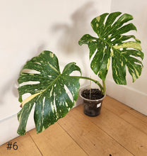 Charger l&#39;image dans la galerie, Monstera thaï
