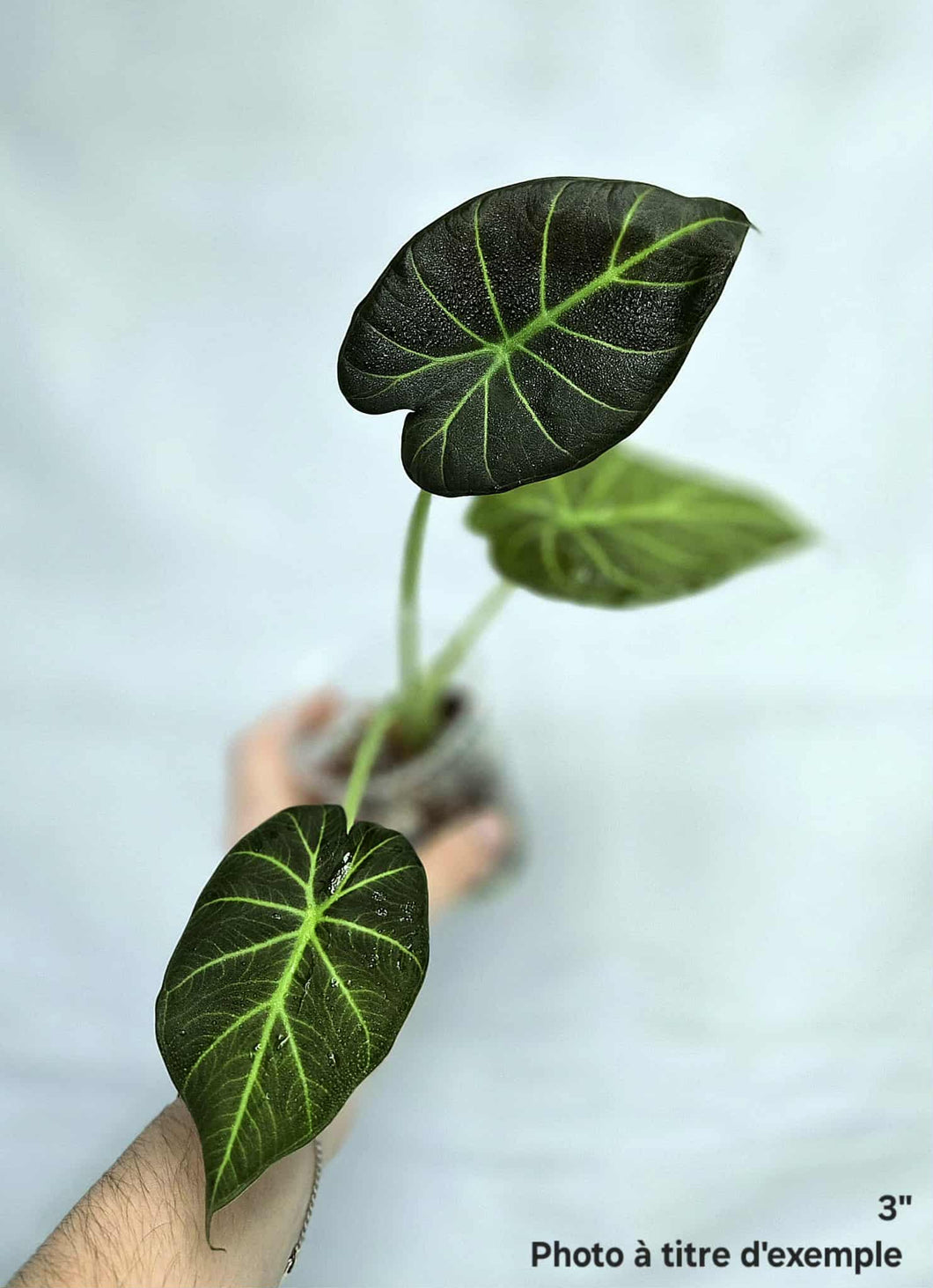 Alocasia regal shield