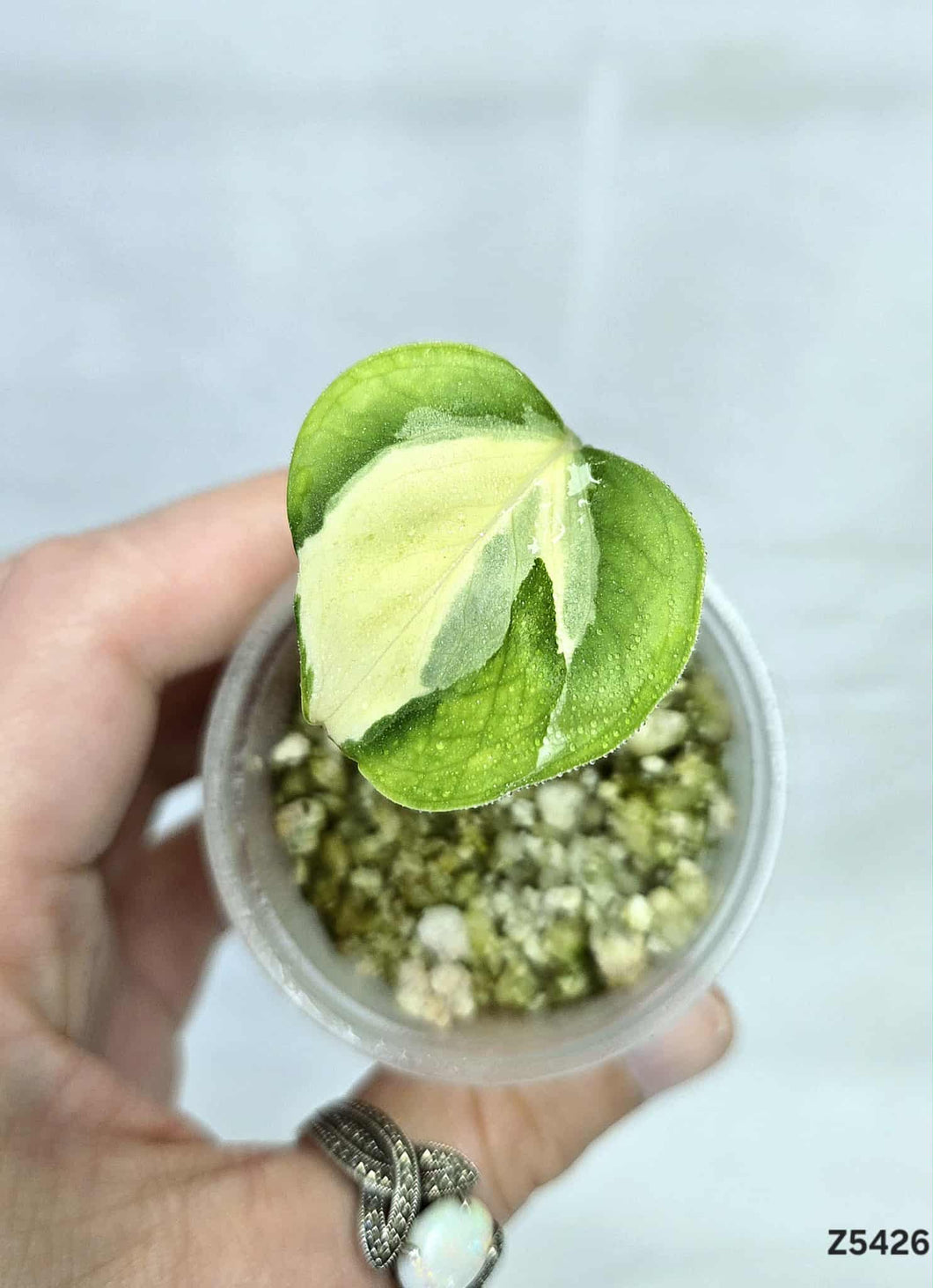 Pothos Manjula #Z5426