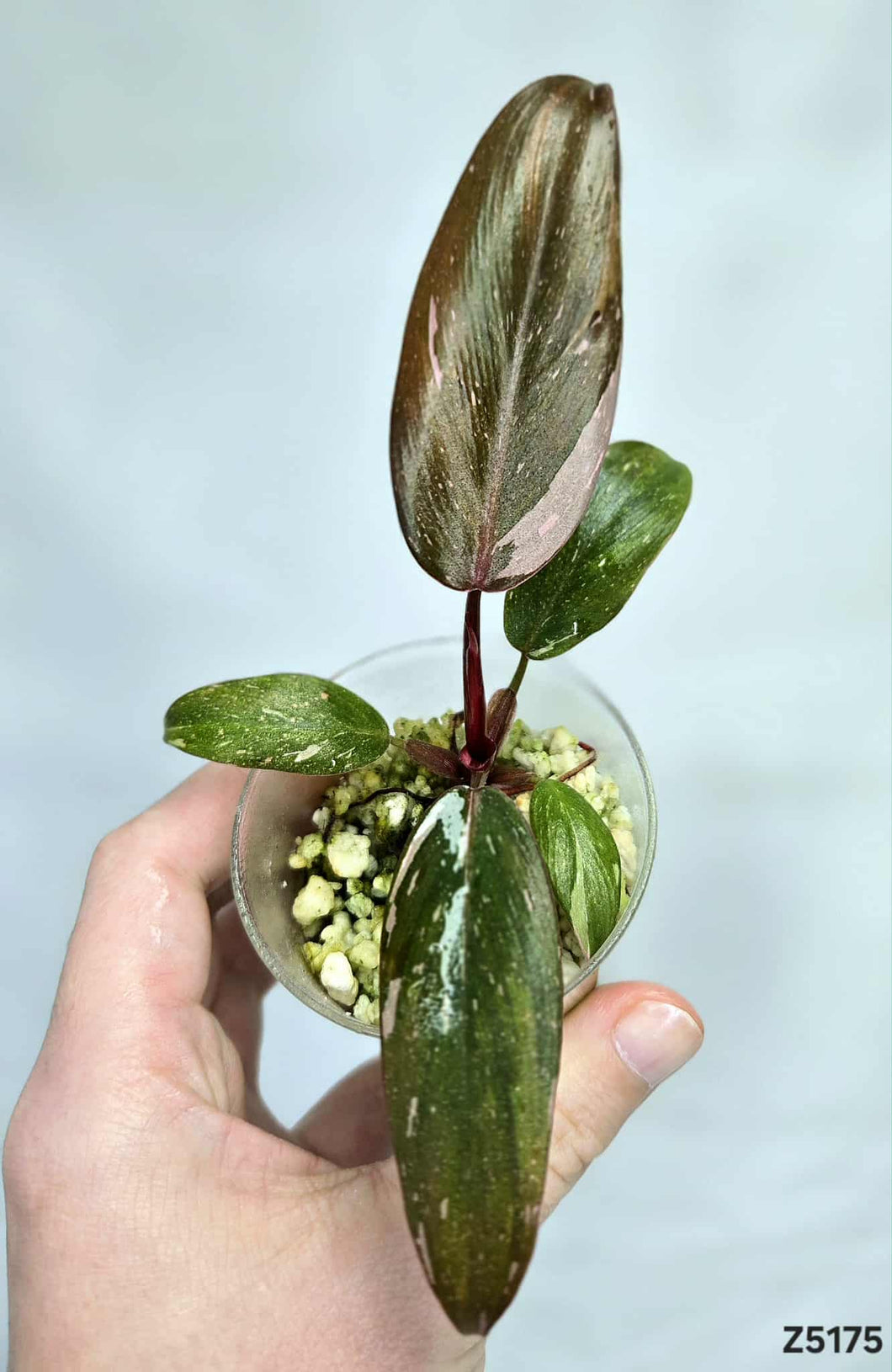 Philodendron Pink Princess Marble King #Z5175