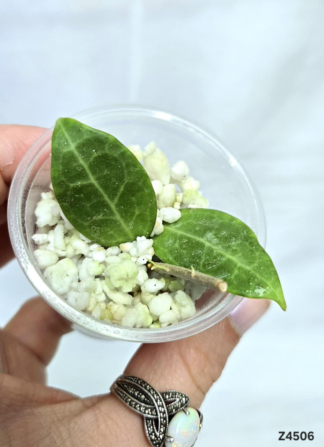 Hoya Parasitica ⭐️ #Z4506