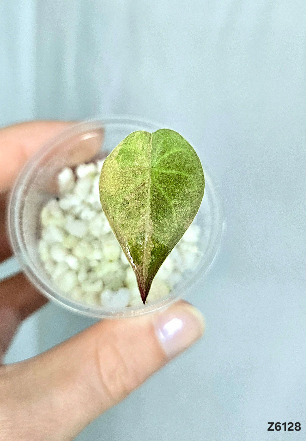 Alocasia Wentii Variegata #Z6128