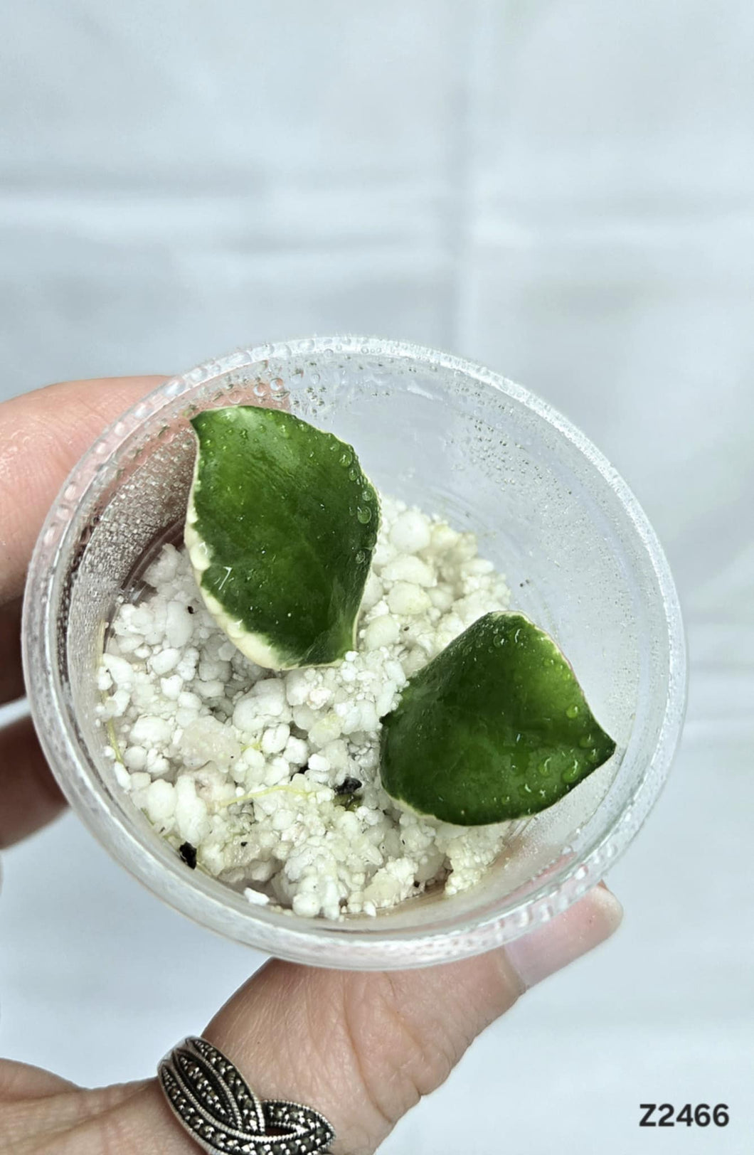 Hoya Heuschkeliana Albo ⭐️ #Z2466