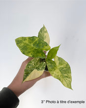 Charger l&#39;image dans la galerie, Alocasia gageana aurea
