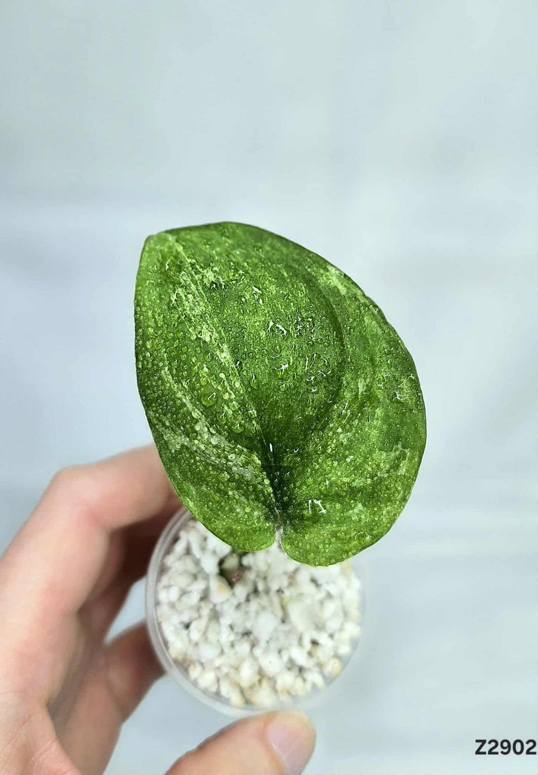 Scindapsus Jade Satin Mint #Z2902