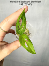 Charger l&#39;image dans la galerie, Monstera Adansonii Blanchetti #Z5360
