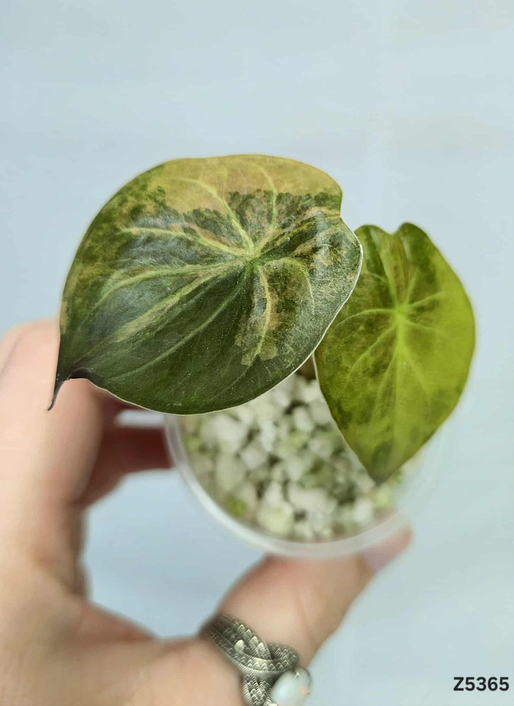 Alocasia Wentii Variegata (offshoot) #Z5365